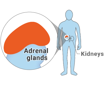 Image of the adrenal glands, located above the kidneys
