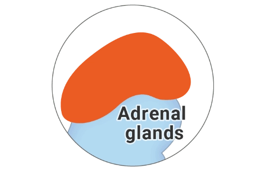 adrenal nodule