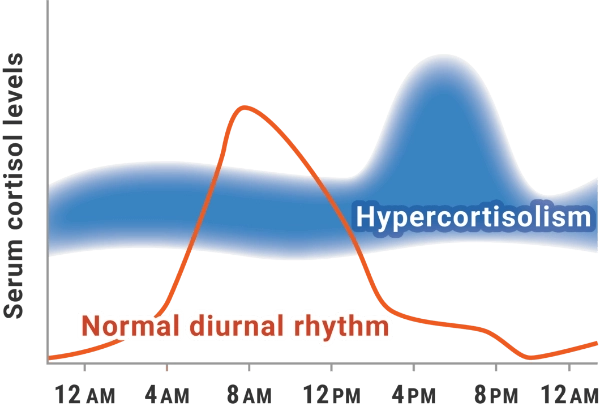 Graph showing normal diurnal rhythm with peak serum cortisol levels between 6 am and noon, with hypercortisolism maintaining higher levels with a peak between 4 pm and 8 pm