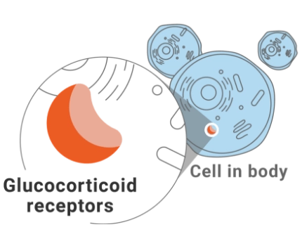 Image of glucocorticoid receptors in the cells throughout the body
