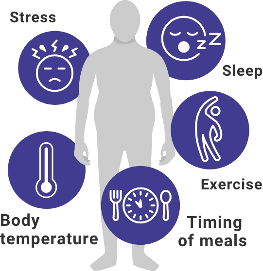 Image depicting five stress factors that cortisol helps regulate, including sleep, exercise, meal timing, body temperature, and stress