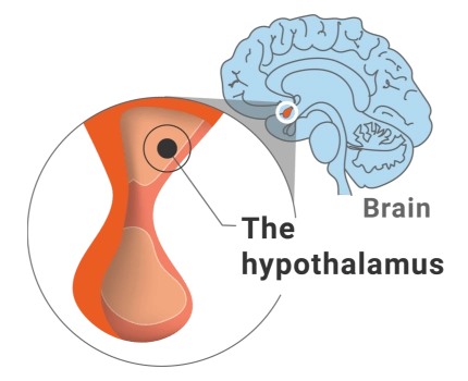 Image of the hypothalamus, located in the brain