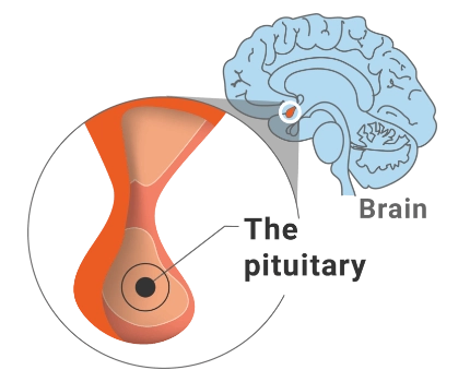 Image of the pituitary, located in the brain near the hypothalamus