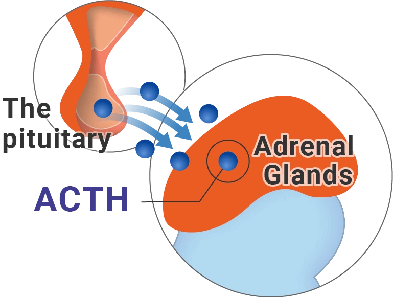 pituitary releases ACTH to signal adrenal glands