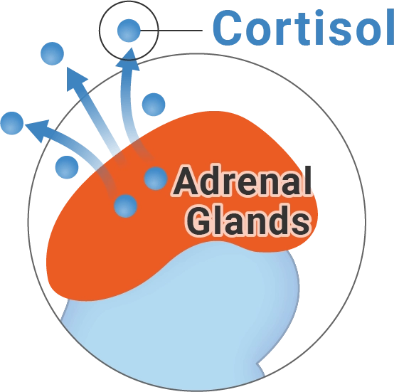 adrenal glands releasing cortisol