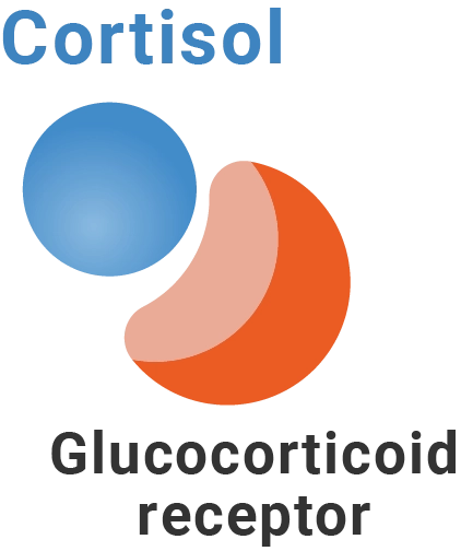 cortisol binds to glucocorticoid receptors