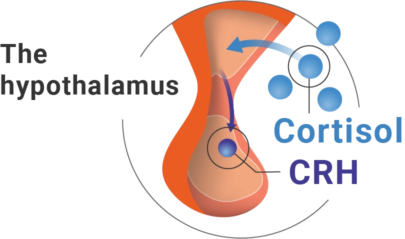hypothalamus releases CRH Icon