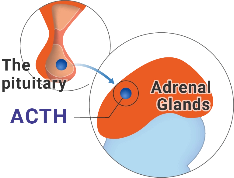 pituitary releases hormone signal to adrenal glands