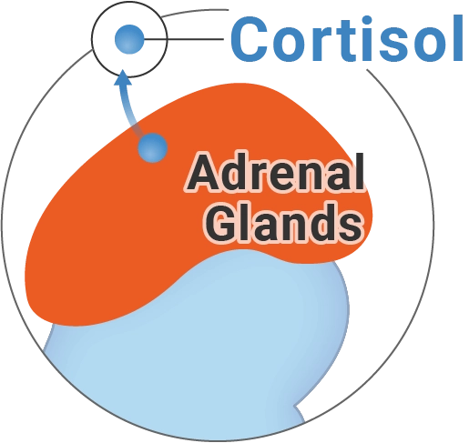 adrenal glands decrease cortisol production