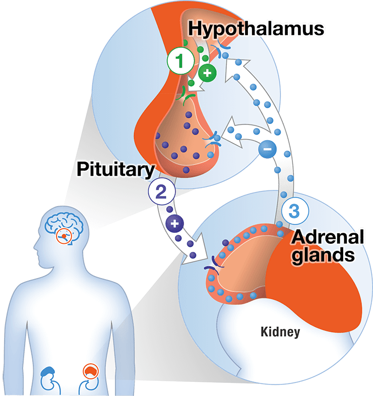 adrenal and pituitary glands, hypothalamus, and cortisol production