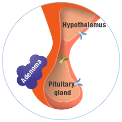 pituitary gland and hypothalamus