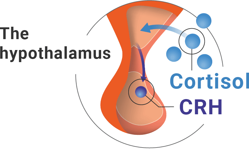 hypothalamus releases CRH Icon