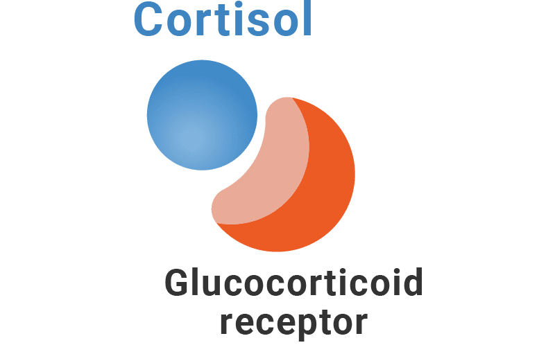 cortisol binds to glucocorticoid receptors