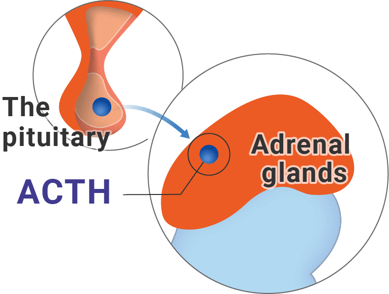pituitary releases hormone signal to adrenal glands