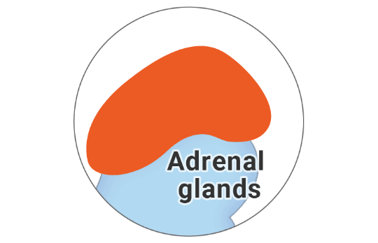 Image of adrenal glands