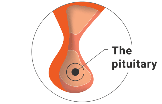 Image of pituitary gland