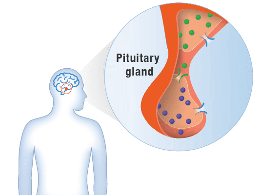 close up of pituitary gland