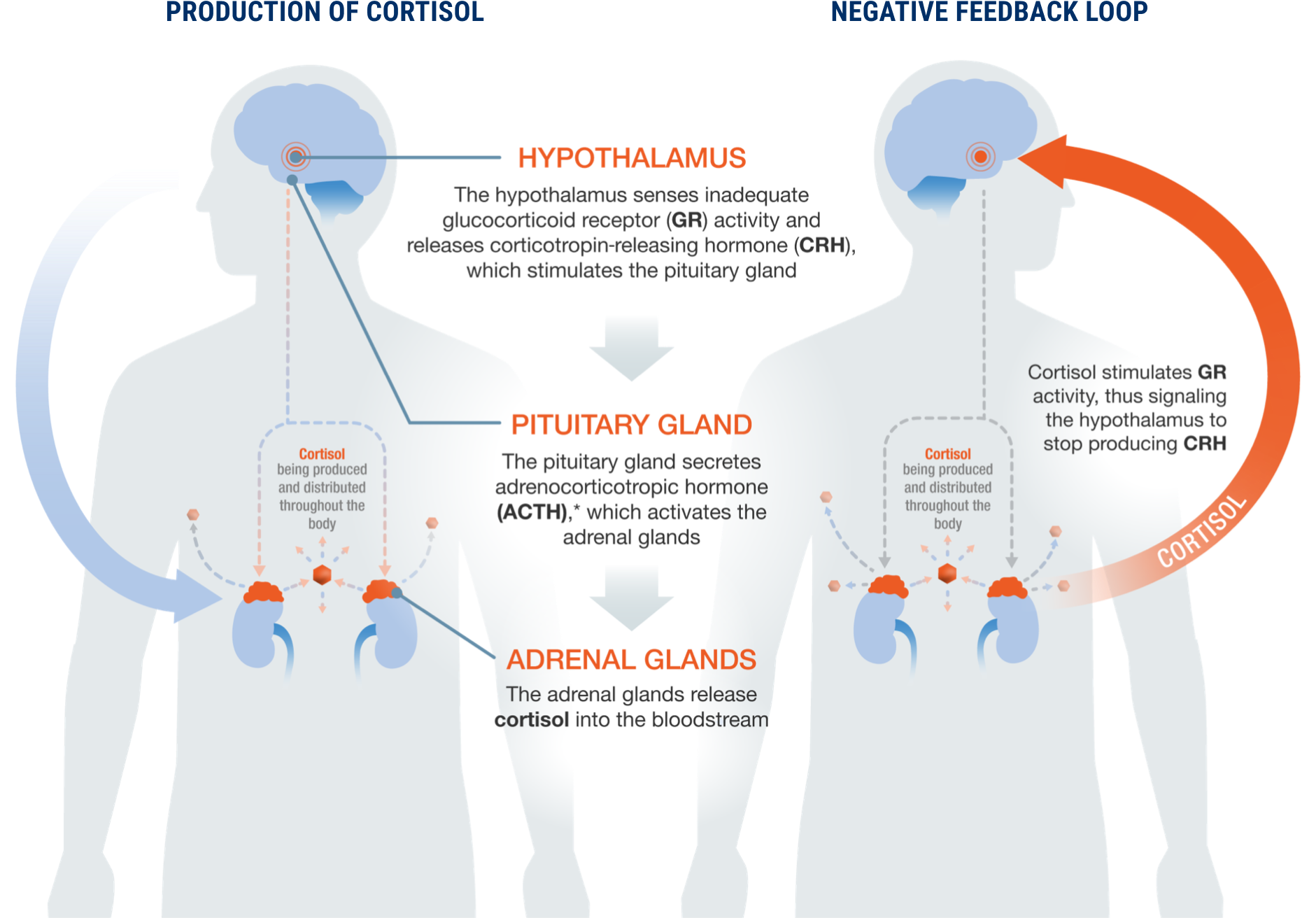 Production of Cortisol in the hypothalamic-pituitary-adrenal (HPA) axis.