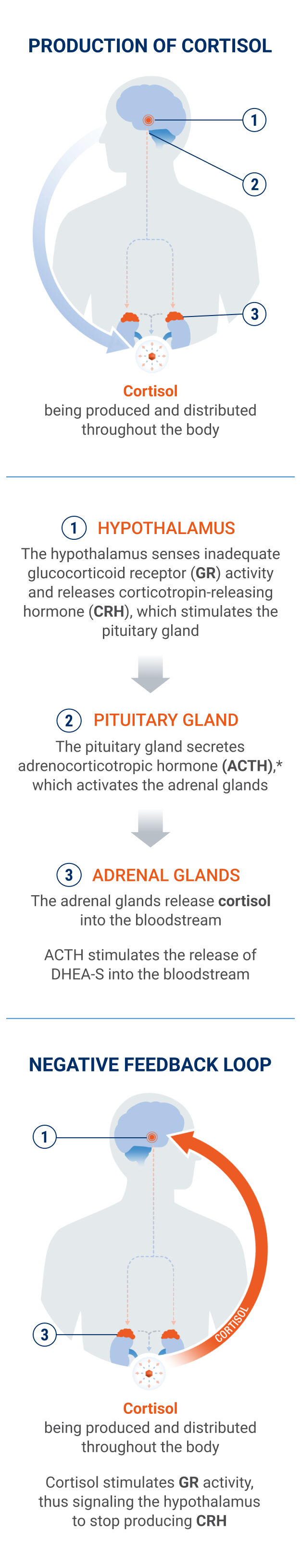 Production of Cortisol in the hypothalamic-pituitary-adrenal (HPA) axis.